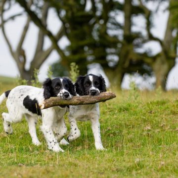 two-dogs-carrying-the-same-stick