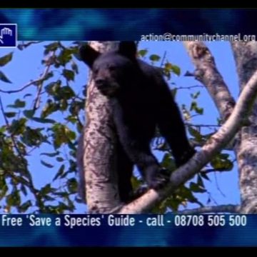   Wildlife